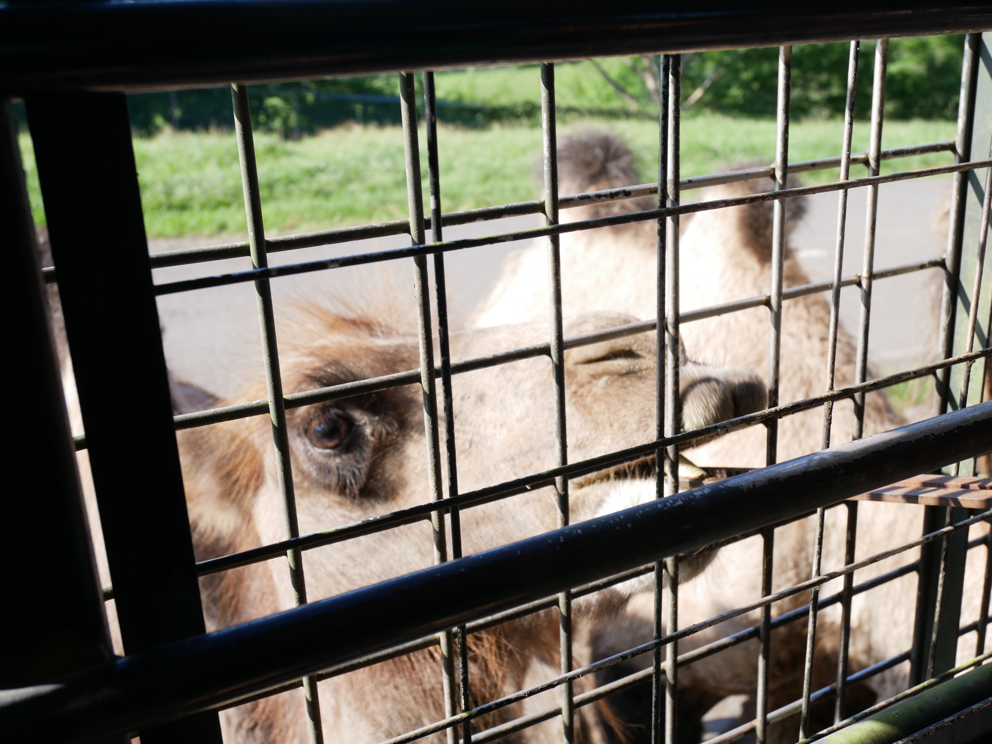 日本 大分縣 九州自然野生動物園 藏身叢林巴士深入九州自然野生動物園演一場猛獸餵食秀 18 0711 0714 北九州市大分宮崎sunq Pass四日券巴士之旅趴趴走 Mika出走美食日誌