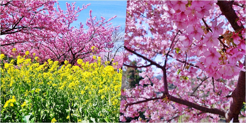 【日本】靜岡 伊豆河津櫻祭｜日本最早開的櫻花，冬雪褪 春櫻來 粉紅浪漫來襲 搭配河畔黃澄澄的油菜花 粉黃相間超美的。