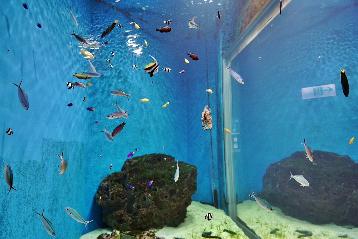【桃園】八景島水族館 Xpark水生公園｜桃園最大也最美的水族館  打造不可思議的「海底之書」，超值必看重點懶人包！