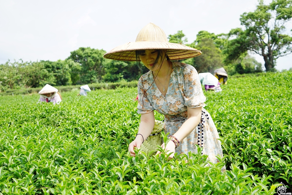 『苗栗。頭份』 日新有機茶園｜以茶起家、有機栽培，品東方美人茶的香  嚐酸柑茶的客家風味，還可以走入茶園當一日採茶妹  體驗製茶流程。