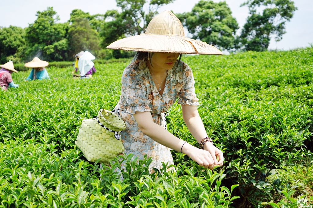 『苗栗。頭份』 日新有機茶園｜以茶起家、有機栽培，品東方美人茶的香  嚐酸柑茶的客家風味，還可以走入茶園當一日採茶妹  體驗製茶流程。