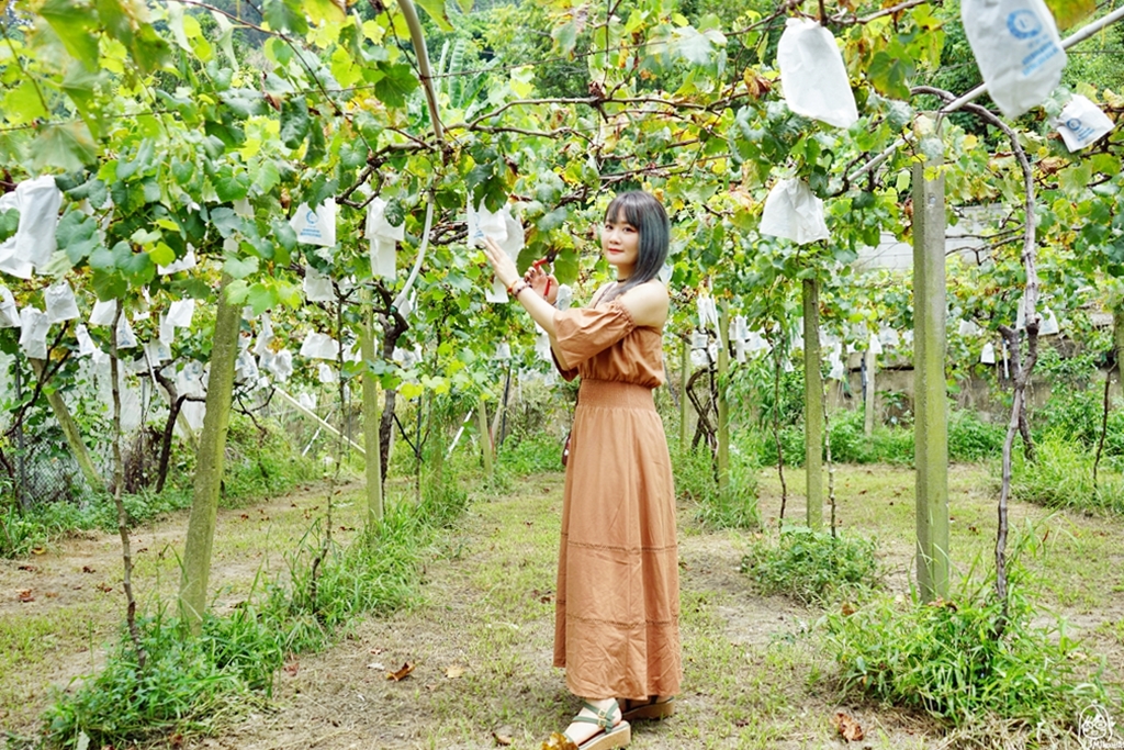 『苗栗。卓蘭』 鎮雄觀光果園｜喝牛奶長大的巨峰葡萄採用透氣不透水的套袋栽培 ，還有隱藏版秘境 超美葡萄綠廊。