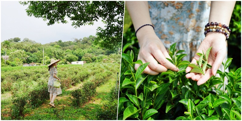 【苗栗】頭份 日新有機茶園｜以茶起家、有機栽培，品東方美人茶的香  嚐酸柑茶的客家風味，還可以走入茶園當一日採茶妹  體驗製茶流程。 @Mika出走美食日誌