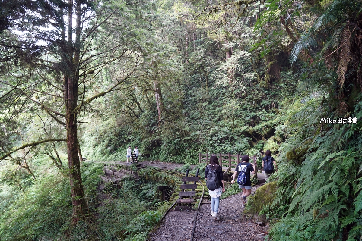 【宜蘭】 見晴懷古步道｜全球最美登山小徑之一，平路緩坡 雲霧繚繞的多霧森林，絕美森林鐵道遺跡。