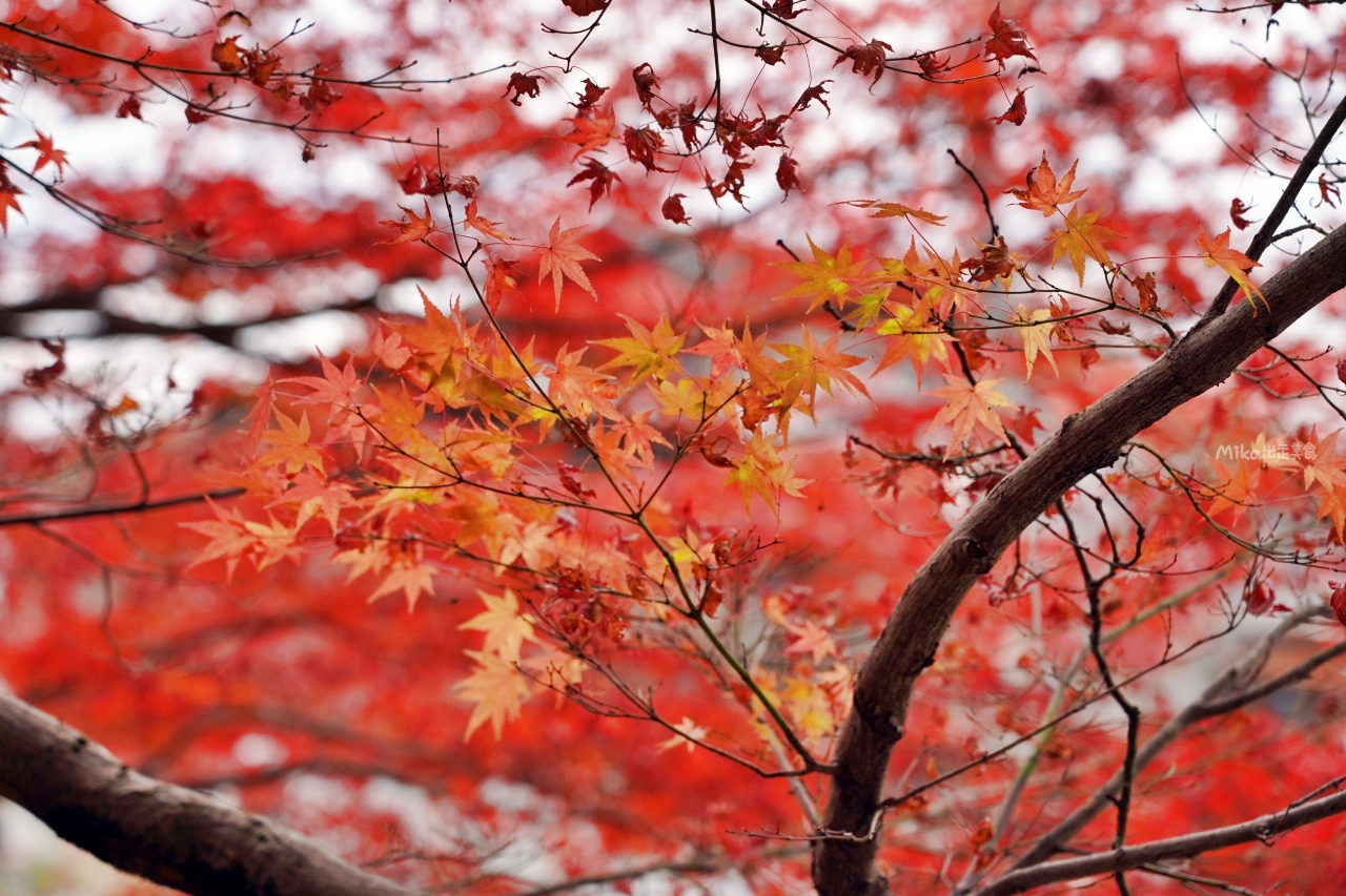 【日本】 鳥取 因幡國一宮 宇倍神社｜歷史悠久 以祈求商業繁盛的神社而有名，除了祈願、參拜還經常有人在這裡舉辦婚禮。