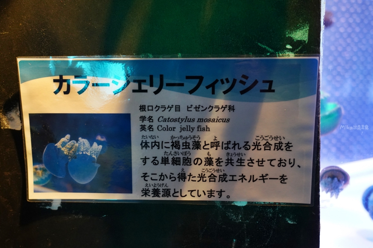 【日本】 神奈川 箱根園水族館 Hakone-en Aquarium｜只要門票300元有找的日本第一高水族館，充滿自然光線 會發光的夢幻高 7 公尺的露天大水槽，還有超美水母以及會泡湯超萌海豹。