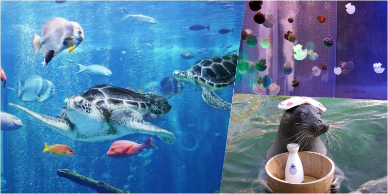 【日本】 神奈川 箱根園水族館 Hakone-en Aquarium｜只要門票300元有找的日本第一高水族館，充滿自然光線 會發光的夢幻高 7 公尺的露天大水槽，還有超美水母以及會泡湯超萌海豹。 @Mika出走美食日誌