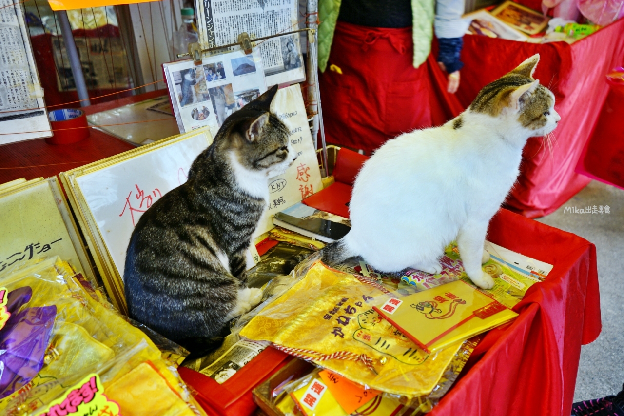 【日本】 佐賀 唐津 求財（樂透）寶當神社｜傳說中可保佑讓你中獎的神社，還有超可愛招財貓。