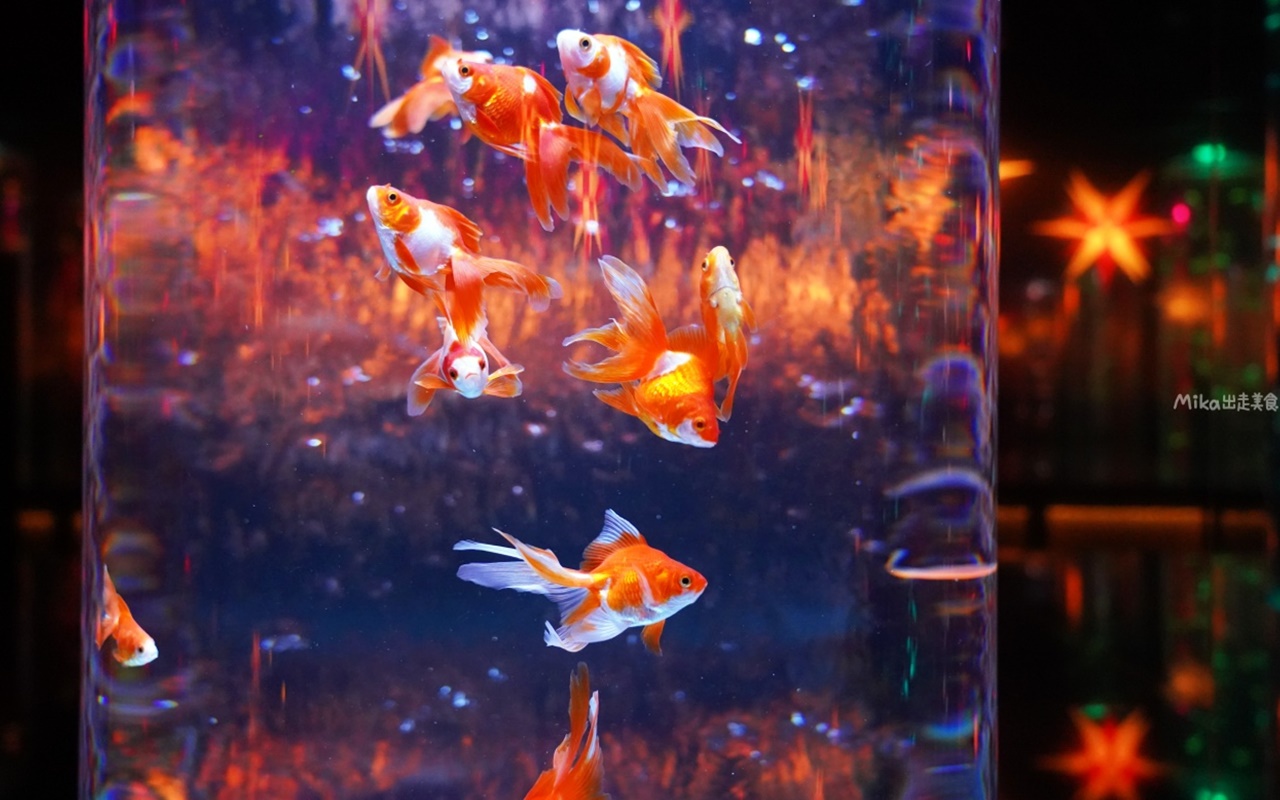【日本】 東京銀座 「Art Aquarium」藝術水族館｜來東京必看 結合高科技聲光效果與夢幻金魚的藝術水族館，流動並有生命的華麗金魚藝術展。