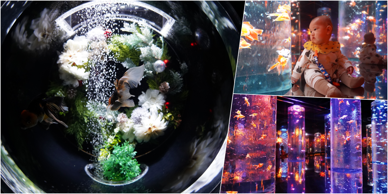 【日本】 東京銀座 「Art Aquarium」藝術水族館｜來東京必看 結合高科技聲光效果與夢幻金魚的藝術水族館，流動並有生命的華麗金魚藝術展。 @Mika出走美食日誌
