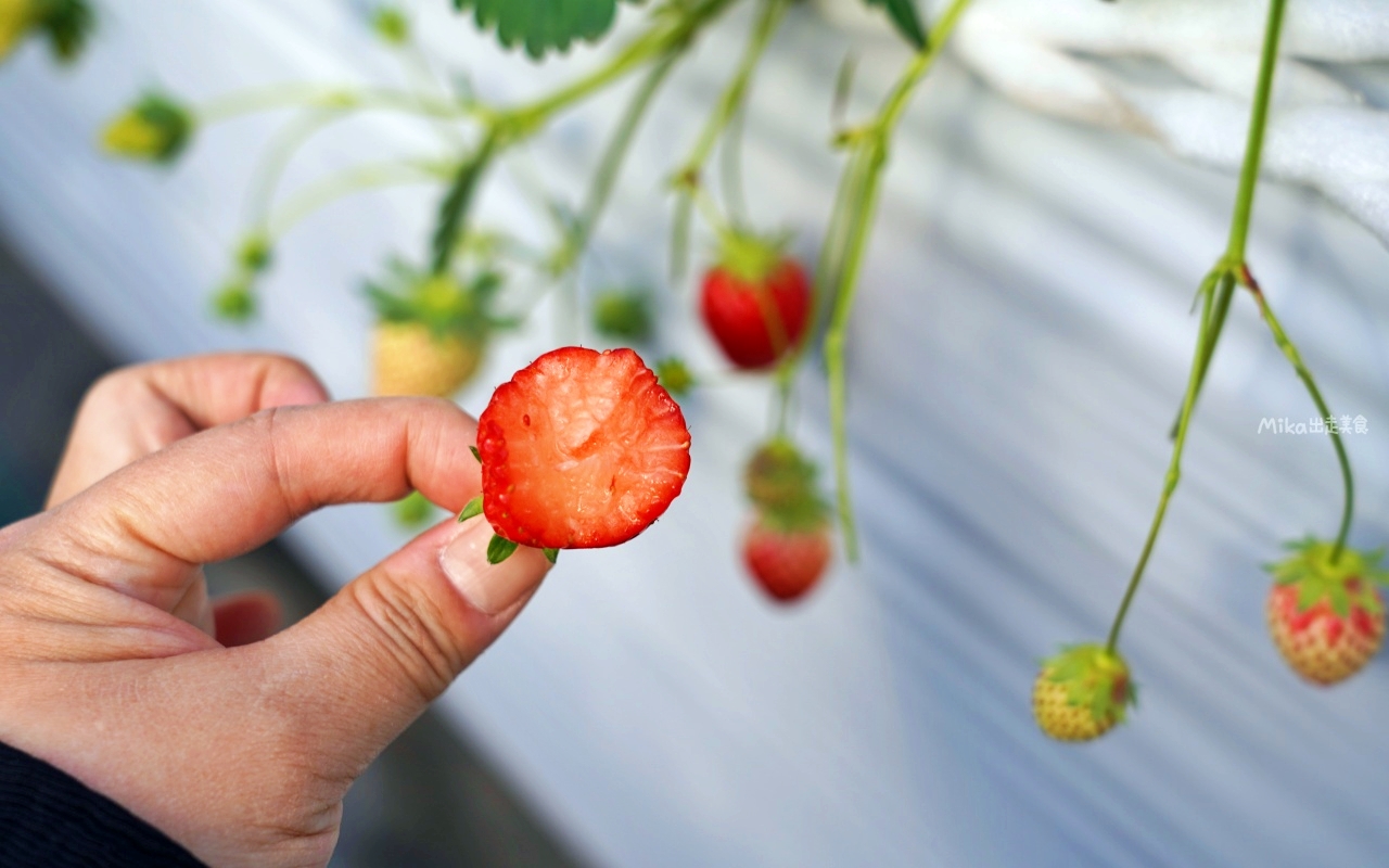 【日本】栃木 那須高原農園いちごの森｜溫室高架無農藥栽培 頂級日本草莓任你採 30分鐘內吃到飽，只要500元台幣有找！