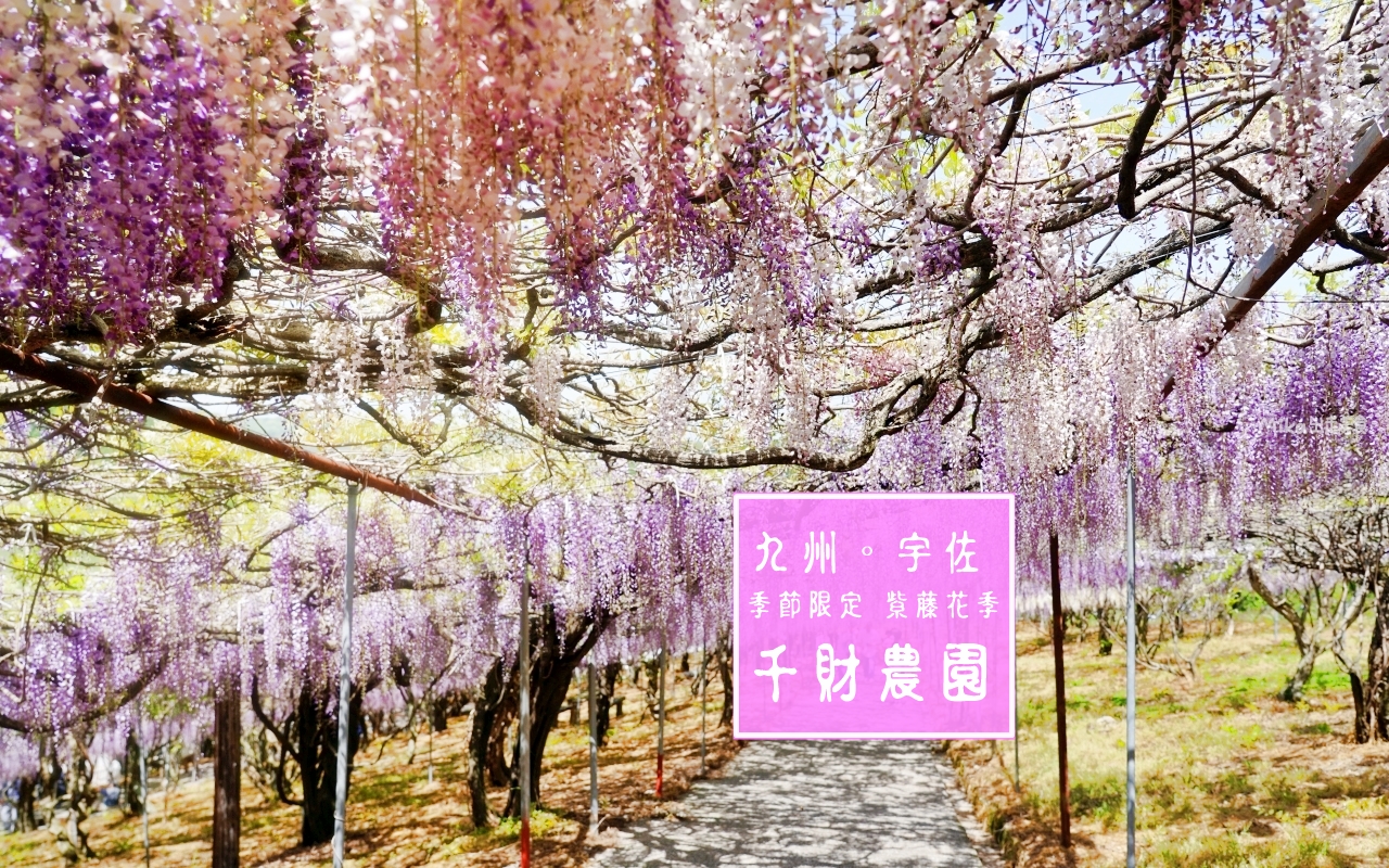 最新推播訊息：季節限定 九州最大 紫藤花園！而且免付費、免預約，還有免費停車場，可自由賞花。