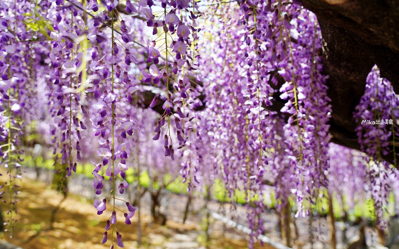 【日本】 大分 宇佐市 千財農園｜季節限定 九州最大 紫藤花園！而且免付費、免預約，還有免費停車場，可自由賞花。