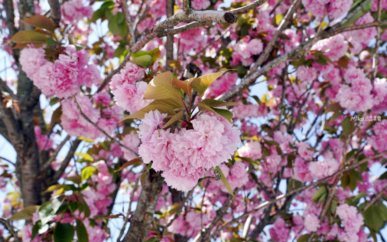 【日本】 大分 宇佐市 千財農園｜季節限定 九州最大 紫藤花園！而且免付費、免預約，還有免費停車場，可自由賞花。