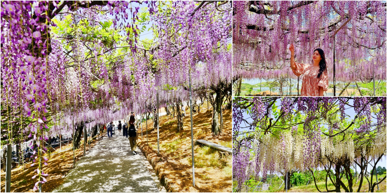 今日熱門文章：【日本】 大分 宇佐市 千財農園｜季節限定 九州最大 紫藤花園！而且免付費、免預約，還有免費停車場，可自由賞花。
