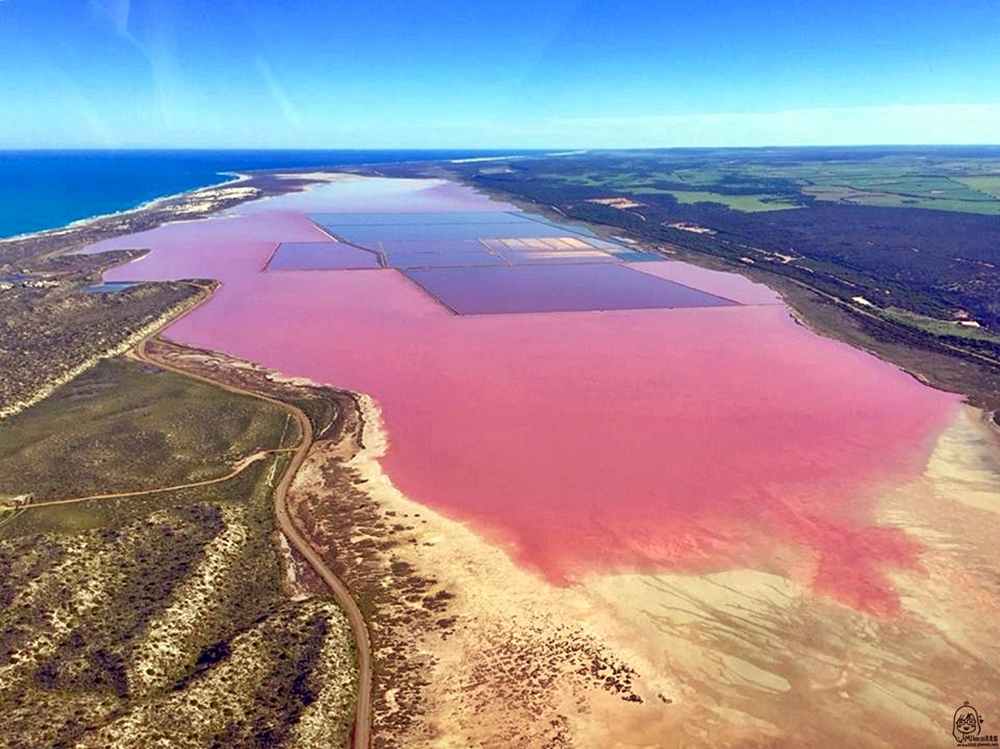 『澳洲。西澳』  Hutt Lagoon 赫特潟湖 / 北粉湖｜鳥瞰世界上最夢幻的粉紅湖，更是西澳自然絕景之一 ，浪漫到讓人想戀愛的草莓牛奶湖。｜雄獅 玩轉西澳七日 粉紅湖 沙漠小探險之旅