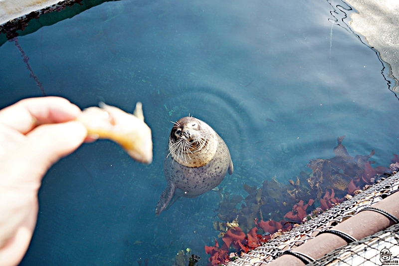 【日本】大分 津久見海豚島(つくみイルカ島)  |  史上最療癒 生活在大自然小港灣海洋裡的可愛海豚，遊客可以跟海豚親親摸摸握手甚至共游的零距離接觸體驗海洋樂園。