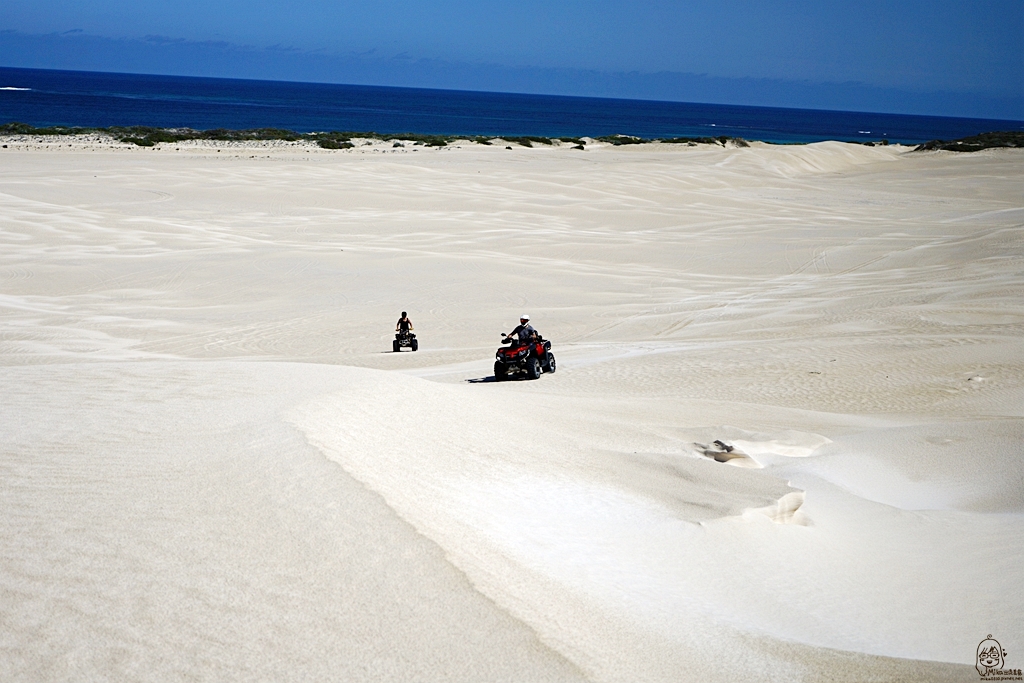 『澳洲。西澳』 Lancelin 藍斯林 西澳獨有的白色沙丘  搭乘四輪傳動大巴士飆沙好刺激 沙漠90度滑沙初體驗｜雄獅 玩轉西澳 七日 粉紅湖 沙漠小探險之旅
