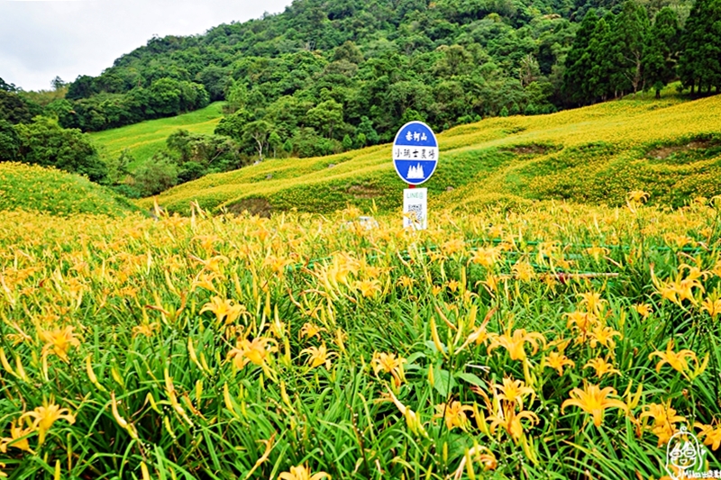 『花蓮。玉里』 赤科山金針花海｜2019花蓮金針花季 是季節限定的黃澄澄花海 赤科山更是台灣最大面積的金針花海。