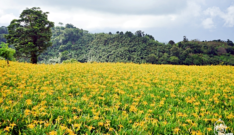『花蓮。玉里』 赤科山金針花海｜2019花蓮金針花季  是季節限定的黃澄澄花海  赤科山更是台灣最大面積的金針花海。