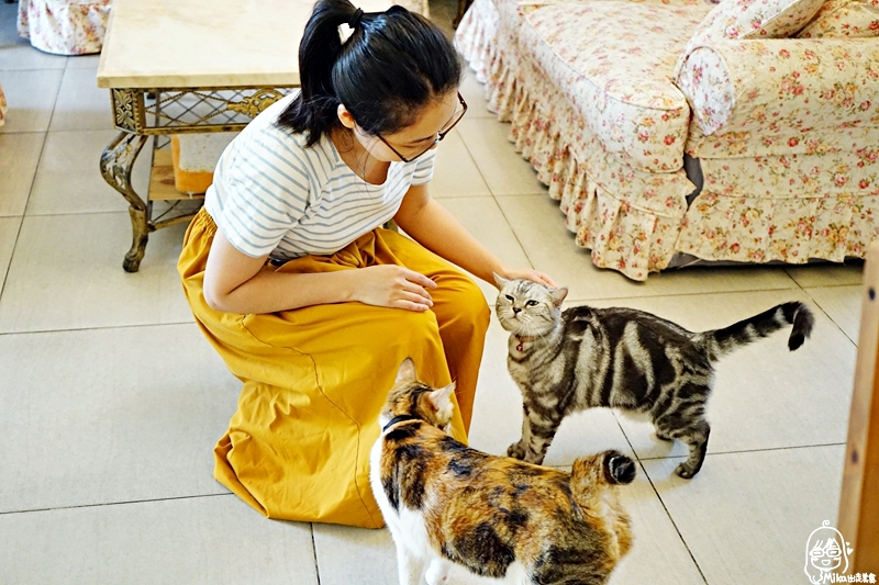 『台東。住宿』 小貓兩三隻 (寵物友善民宿)｜開放寵物入住的友善寵物空間 通過國際級SGS民宿3S認證  復古鄉村風格 溫馨平價舒適還有超親人的貓咪可以玩。