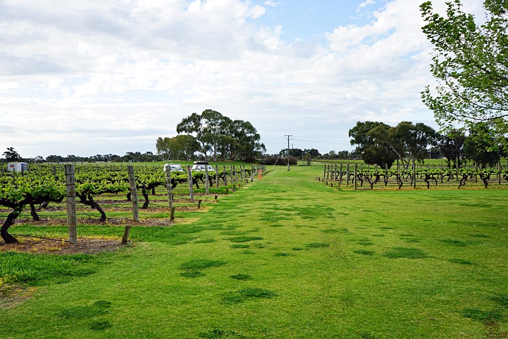 『澳洲。西澳』  Sandalford Wines 天鵝河谷內歷史最悠久 規模最大的私人釀酒廠之一，提供試喝 中文服務｜雄獅 玩轉西澳 七日 粉紅湖 沙漠小探險之旅