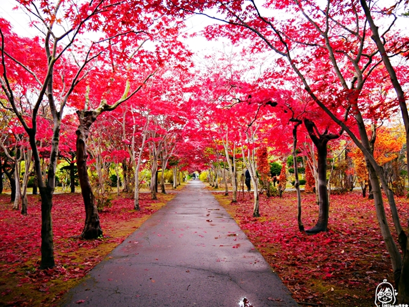 【日本】 北海道 札幌 平岡樹藝中心｜根本小型植物園，長達150公尺的紅葉隧道，漫步其間彷彿置身在畫中，醉人心脾。