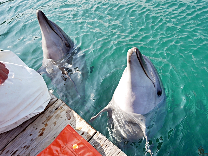 【日本】大分 津久見海豚島(つくみイルカ島)  |  史上最療癒 生活在大自然小港灣海洋裡的可愛海豚，遊客可以跟海豚親親摸摸握手甚至共游的零距離接觸體驗海洋樂園。