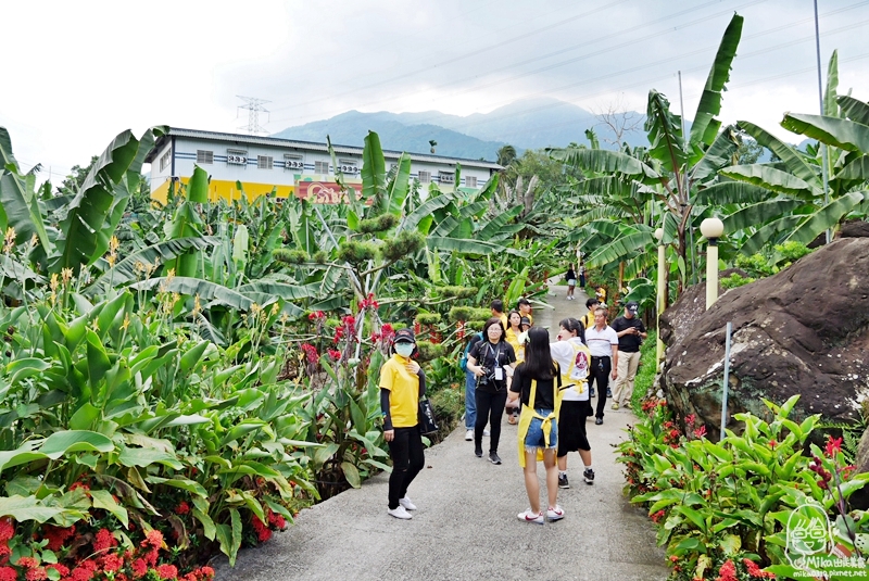 『南投。集集』 IJI BANANA集元果觀光工廠｜集合一起來蕉遊 香蕉主題親子景點 各式山蕉DIY，還有栽種90多種香蕉的秘境蕉園，這個暑假大人小孩一起來吃山蕉看花蕉。