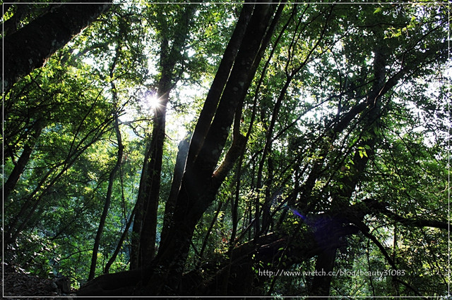 『新竹遊記』傳說中上帝的部落司馬庫斯-巨木林（下）