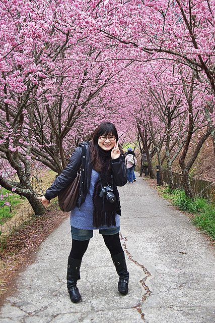 『台中遊記』2011年二月梨山武陵農場-輕雨飛揚櫻花林