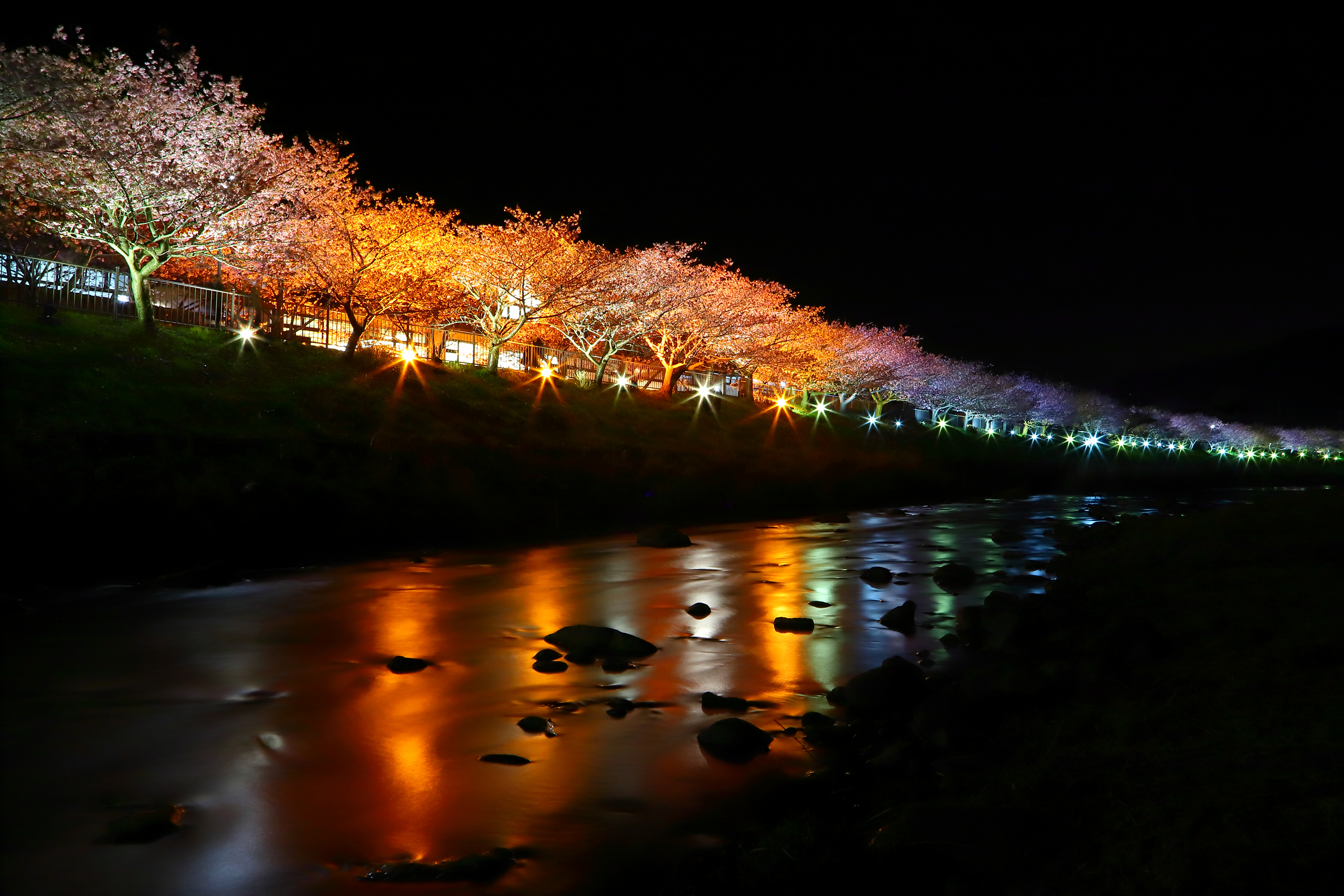 『靜岡。伊豆』 日本最早開的櫻花 「河津櫻花祭」｜2020年2月10日到3月10日舉行  賞粉紅色櫻花隧道 採草莓  海邊聽潮觀景賞月光