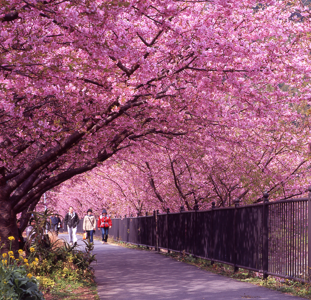 【靜岡】伊豆  河津櫻花祭｜日本最早開的櫻花 2月10日到3月10日舉行  粉紅色櫻花隧道採草莓  海邊聽潮觀景賞月光。